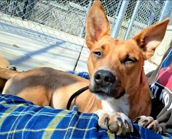 Lady Rainicorn -  Terrier Dog for Adoption in Hillsboro, Missouri - Lady Rainicorn | PetCurious