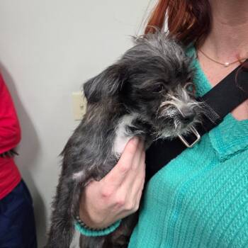 Rescue Terrier Dogs for Adoption in Wichita, Kansas - Watson | PetCurious