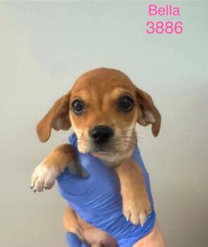Beagle Dogs Available for Adoption in New York, New York - Bella (AL) | PetCurious