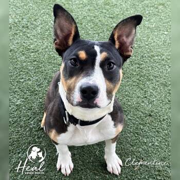 Clementine -  Terrier Dog for Adoption in Youngwood, Pennsylvania - Clementine | PetCurious