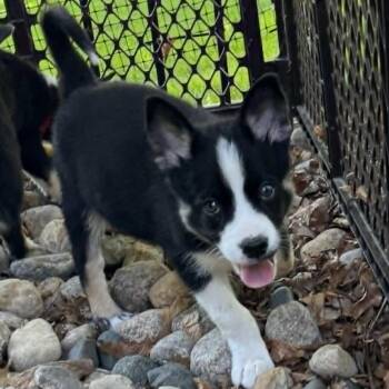 Husky and Mixed Breed Dogs Available for Adoption in Olathe, Kansas - Bobby | PetCurious