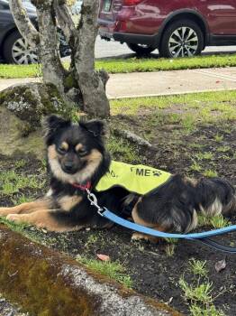 Corgi Dogs Available for Adoption - Bowser | PetCurious