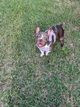 French Bulldog Dogs Available for Adoption - Mochi | PetCurious