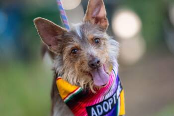 Terrier Dogs Available for Adoption in Santa Rosa, California - Shaggy | PetCurious