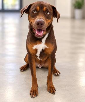 Rowan -  Mixed Breed Dog for Adoption in Salamanca, New York - Rowan | PetCurious