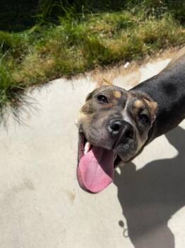 Shepherd Dogs Available for Adoption in Millcreek, Utah - Honey | PetCurious