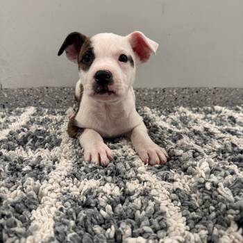Terrier and Mixed Breed Dogs Available for Adoption in Dayton, Ohio - Lindon | PetCurious