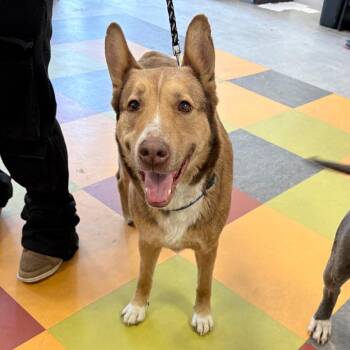 Mixed Breed Dogs Available for Adoption in Philadelphia, Pennsylvania - Honey | PetCurious