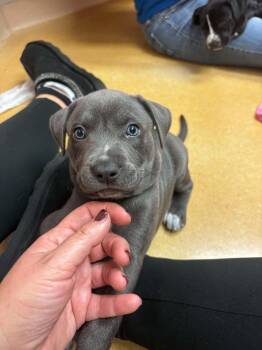 Dolly -  Pit Bull Terrier Dog for Adoption in Shillington, Pennsylvania - Dolly | PetCurious