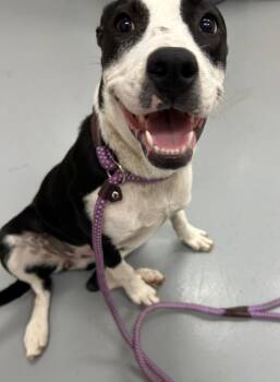 Dixie -  Labrador Retriever and Terrier Dog for Adoption in Hartsville, South Carolina - Dixie | PetCurious