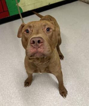 Rescue Pit Bull Terrier Dogs for Adoption in Indianapolis, Indiana - NEW YORK STRIP | PetCurious