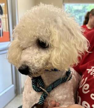 Sharon -  Bichon Frise and Poodle Dog for Adoption in Kansas City, Missouri - Sharon | PetCurious