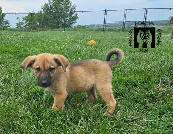 Wolverine -  Australian Cattle Dog Blue Heeler Dog for Adoption in Omaha, Nebraska - Wolverine | PetCurious