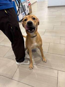 Wolf Pack - 2 -  Labrador Retriever and Mixed Breed Dog for Adoption in Daytona Beach, Florida - Wolf Pack - 2 | PetCurious
