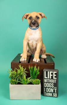 637-26 -  Shepherd Dog for Adoption in Brighton, Colorado - 637-26 | PetCurious