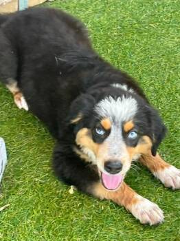 Bernie -  Australian Shepherd and Australian Cattle Dog Blue Heeler Dog for Adoption in Manchester, Tennessee - Bernie | PetCurious