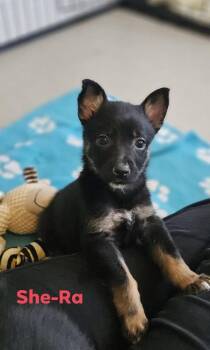 Australian Shepherd Dogs Available for Adoption in Newport, Kentucky - She-ra | PetCurious