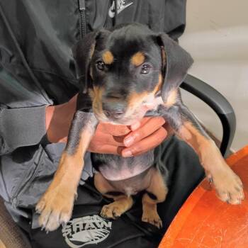 Zak 6815 -  Mixed Breed Dog for Adoption in Columbus, Georgia - Zak 6815 | PetCurious