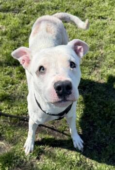 Rescue American Staffordshire Terrier Dogs for Adoption in Tulare, California - Sunnie | PetCurious