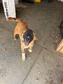Christopher Robin -  Belgian Shepherd Malinois and Saint Bernard Dog for Adoption in Bellflower, California - Christopher Robin | PetCurious