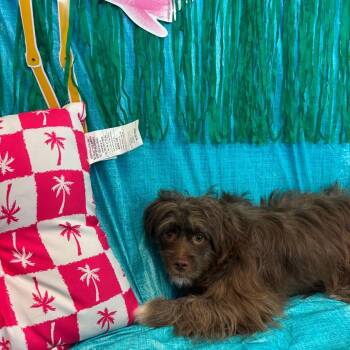 Aniya -  Terrier Dog for Adoption in Fresno, California - Aniya | PetCurious