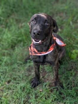 Gilly -  Terrier Dog for Adoption in Gulfport, Mississippi - Gilly | PetCurious