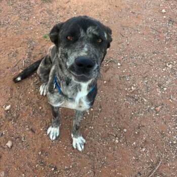 Catahoula Leopard Dog and Mixed Breed Dogs Available for Adoption in Boone, Iowa - Zoey | PetCurious