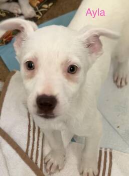 Mixed Breed Dogs Available for Adoption in Albuquerque, New Mexico - Ayla | PetCurious