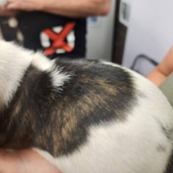 Chunk -  Mixed Breed Dog for Adoption in Evensville, Tennessee - Chunk | PetCurious