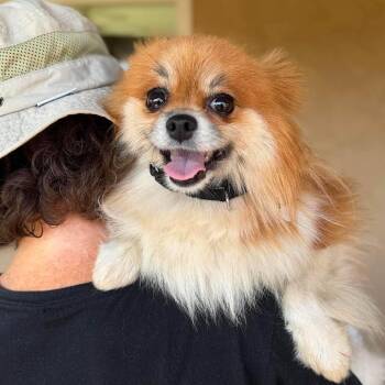 Sandee -  Pomeranian Dog for Adoption in Ramona, California - Sandee | PetCurious