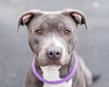 Mixed Breed Dogs Available for Adoption - Nelly | PetCurious