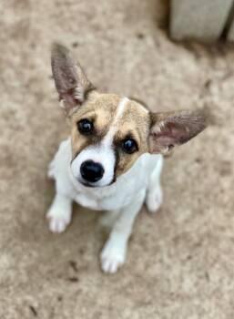 Pete -  Rat Terrier and Mixed Breed Dog for Adoption in Urbandale, Iowa - Pete | PetCurious