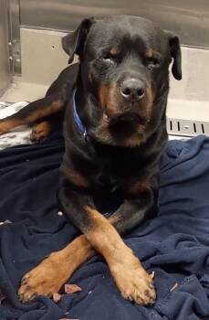 Rottweiler Dogs Available for Adoption - ROCKY | PetCurious