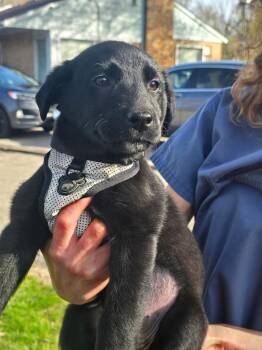 Black Labrador Retriever Dogs Available for Adoption in Toronto, Ontario - Janey | PetCurious