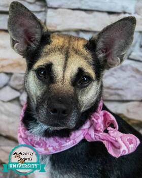 Megan -  Shepherd Dog for Adoption in Kennesaw, Georgia - Megan | PetCurious