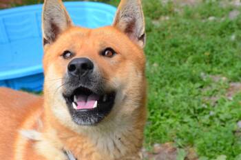 Rescue Jindo Dogs for Adoption in Montreal, Quebec - Zeus | PetCurious