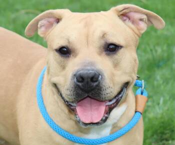 American Staffordshire Terrier Dogs Available for Adoption in Euclid, Ohio - Lord Ribeye III | PetCurious