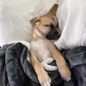 Catahoula Leopard Dog and Shepherd Dogs Available for Adoption - Khloe | PetCurious