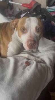 Sassy -  American Staffordshire Terrier Dog for Adoption in Tyler, Texas - Sassy | PetCurious