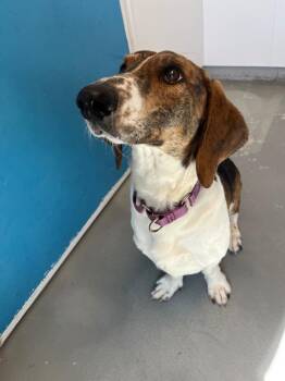 Basset Hound and Dachshund Dogs Available for Adoption - Bagel | PetCurious