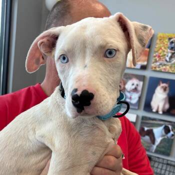 Terrier and Mixed Breed Dogs Available for Adoption in Marshall, Texas - Lyla | PetCurious
