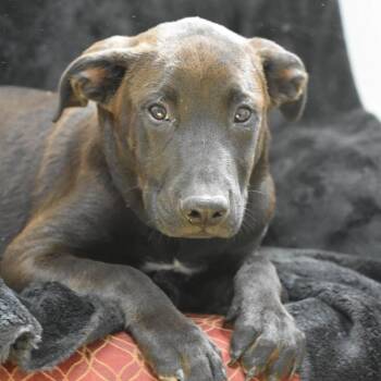 ROMEO -  Labrador Retriever Dog for Adoption in Bowling Green, Ohio - ROMEO | PetCurious