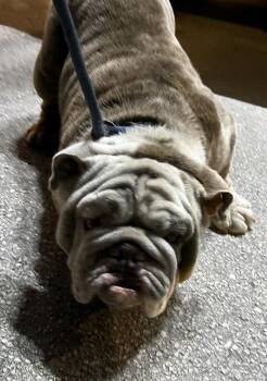 DRAGSTER -  English Bulldog Dog for Adoption in Doral, Florida - DRAGSTER | PetCurious