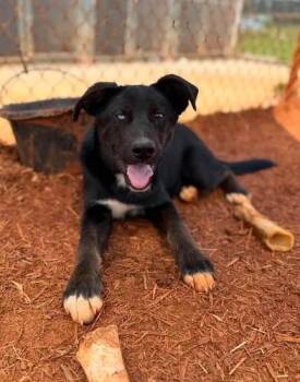 Blaze -  Husky Dog for Adoption in Munfordville, Kentucky - Blaze | PetCurious