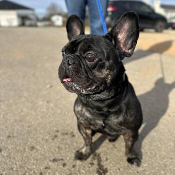 French Bulldog Dogs Available for Adoption - Gotti | PetCurious