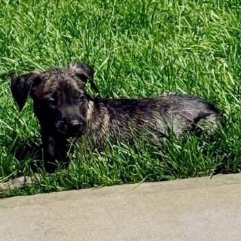 Jolt -  Mountain Cur Dog for Adoption in Copiague, New York - Jolt | PetCurious