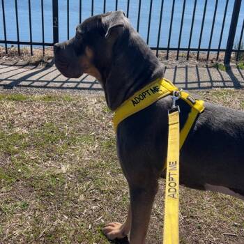 Pit Bull Terrier Dogs Available for Adoption in Philadelphia, Pennsylvania - Violia | PetCurious