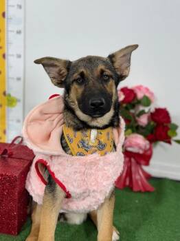 German Shepherd Dog and Belgian Shepherd Malinois Dogs Available for Adoption - Faith | PetCurious