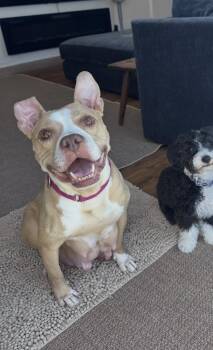 Barbara -  American Staffordshire Terrier Dog for Adoption in Bull Valley, Illinois - Barbara | PetCurious