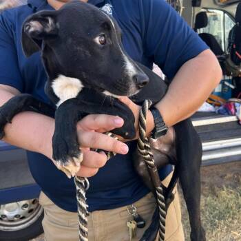 Bilbo Barkins -  Whippet and Italian Greyhound Dog for Adoption in Austin, Texas - Bilbo Barkins | PetCurious